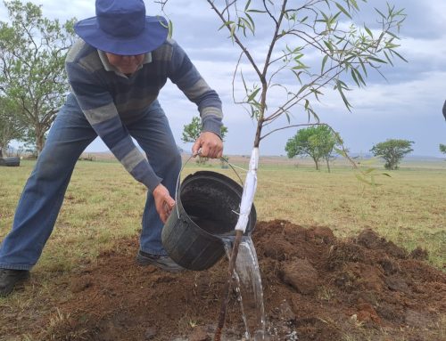 Geloof is om ’n boom te plant met die wete jy gaan nooit in sy skadu rus nie
